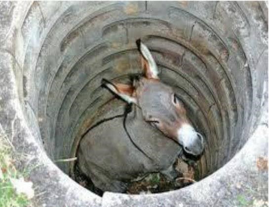 Featured image for “Donkey in the Well”