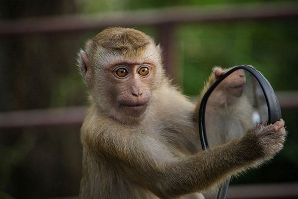 Featured image for “The Monkey and the Golden Rule”