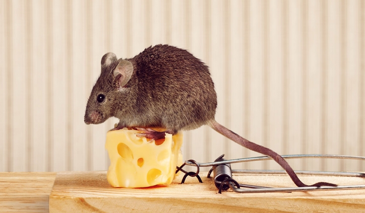Featured image for “The Mouse Trap (Source Unknown)”
