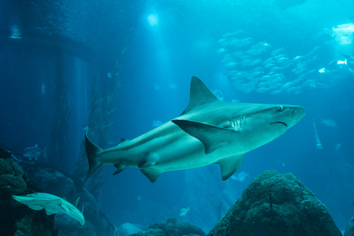 Featured image for “Shark in the Tank”